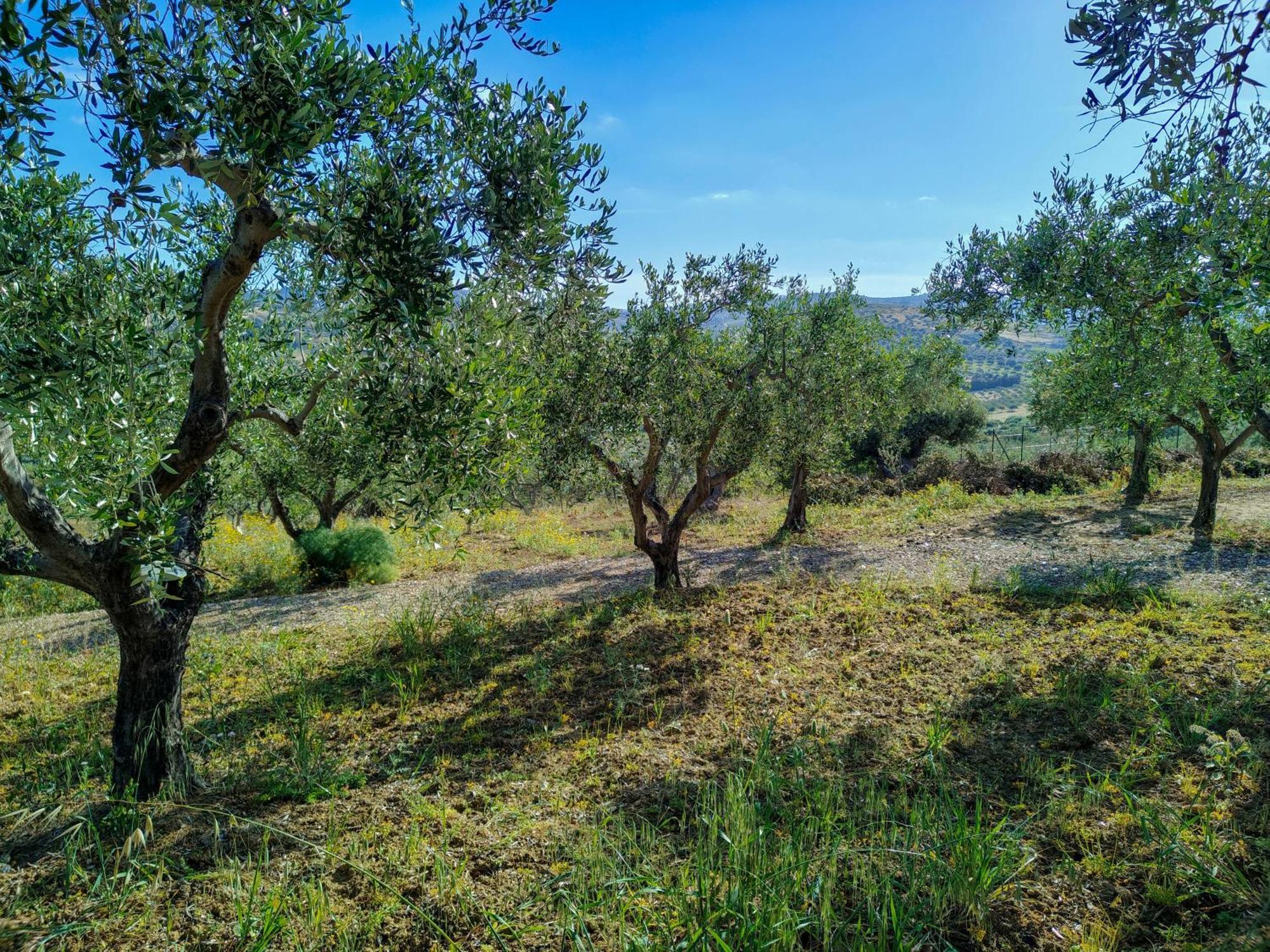 Colle Dei Rustici Ospitalita In Sicilia